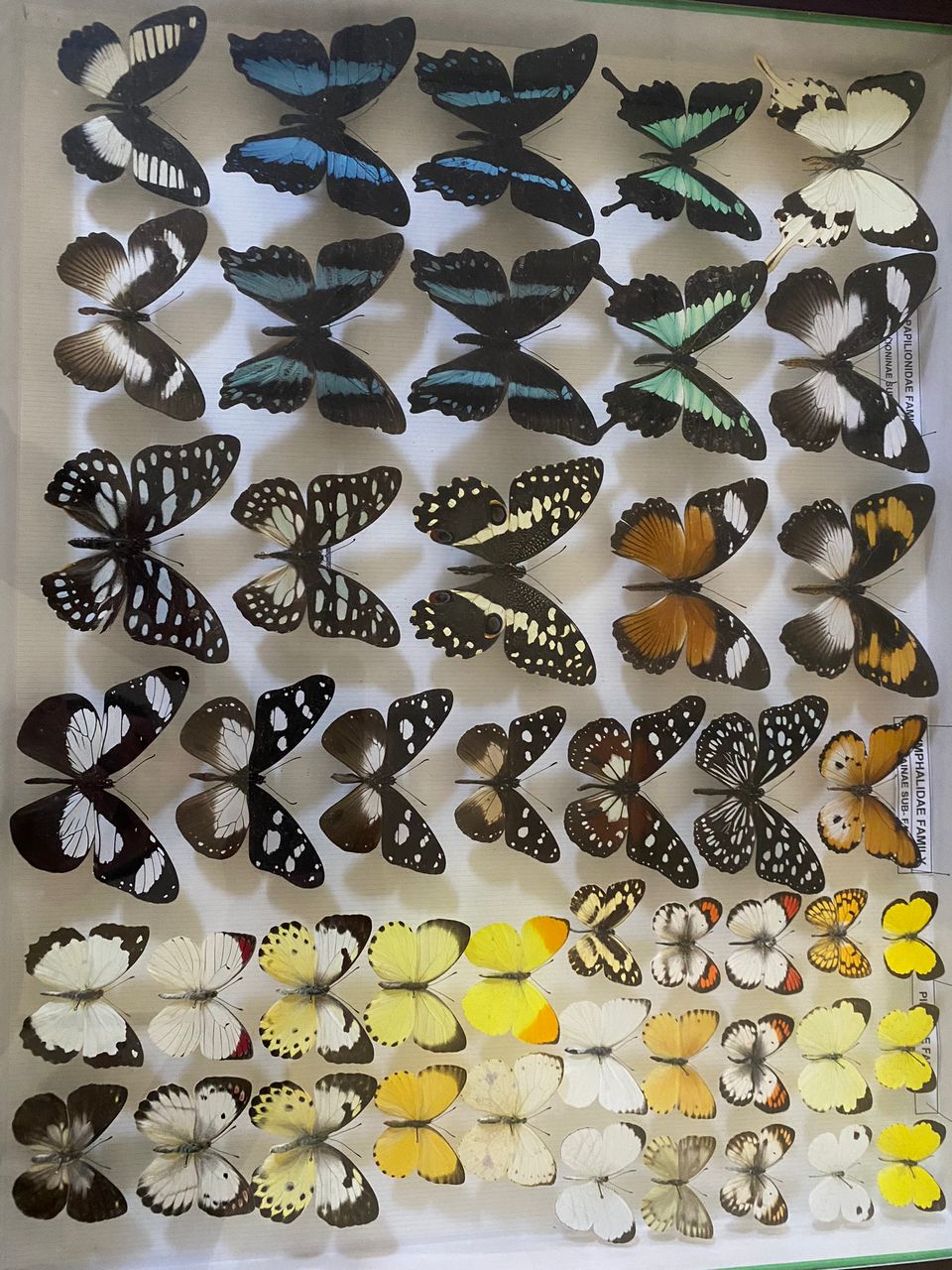 Kyambura Butterfly Monitoring Project