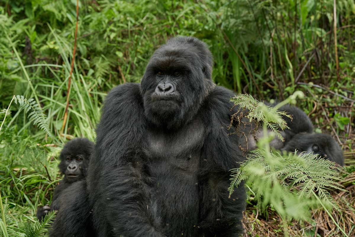 Bwindi Gorilla Conservation Center